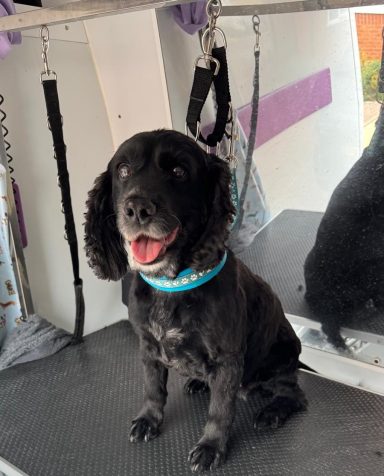 Cappy Sprocker Spaniel