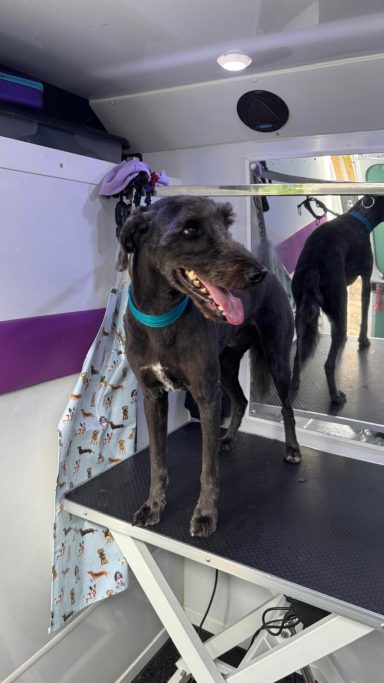 Percy Bedlington x Whippet