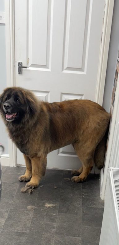 Leonberger Groom 