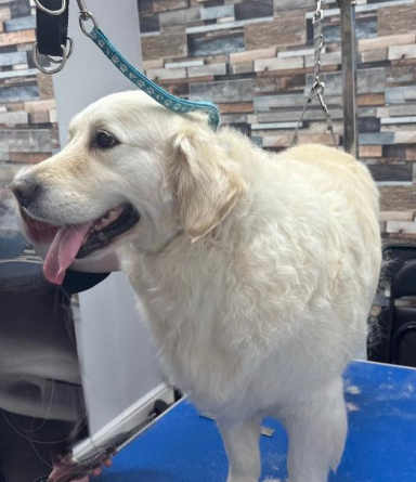 Golden retriever - Bath and deshed