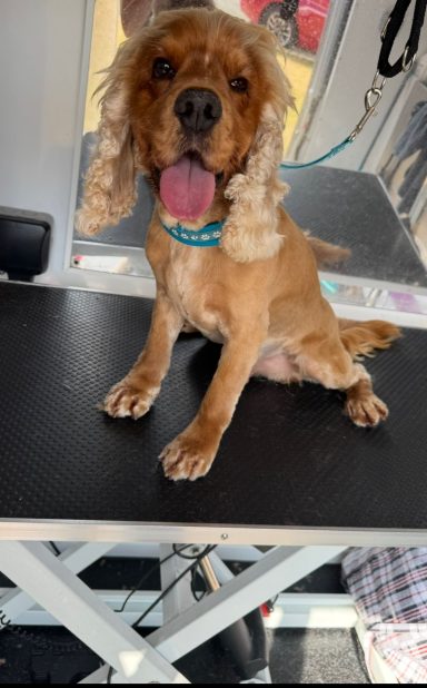 Cocker Spaniel